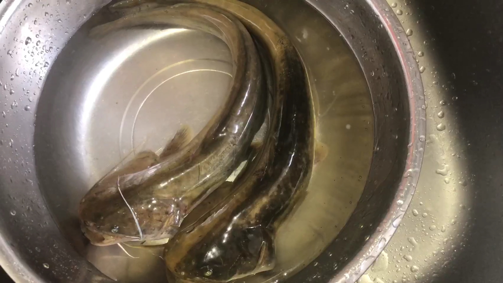 美食:鲶鱼烧粉皮煮单饼的做法超级美味一锅全部吃完