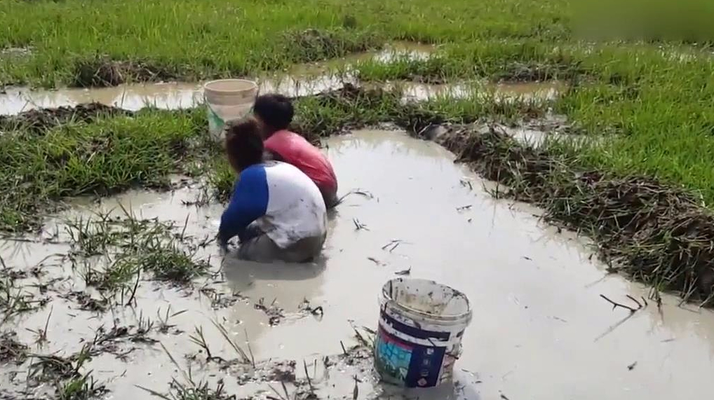 农村小男孩水田里抓鱼,鱼多到直接用手捡