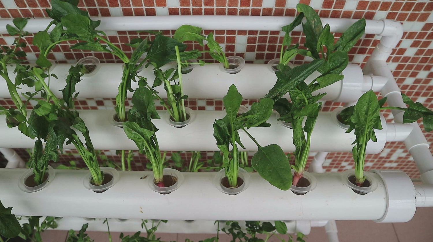 阳台种菜不要泥不要肥,7天换一次水,很方便吃得更放心