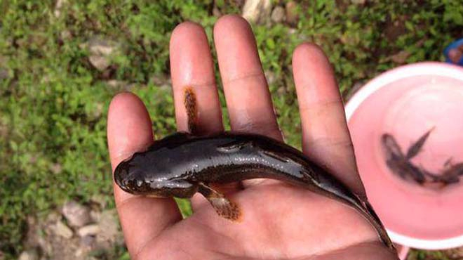 农村这个极小的野生鱼,肉质非常鲜美!农民钓到就是宝