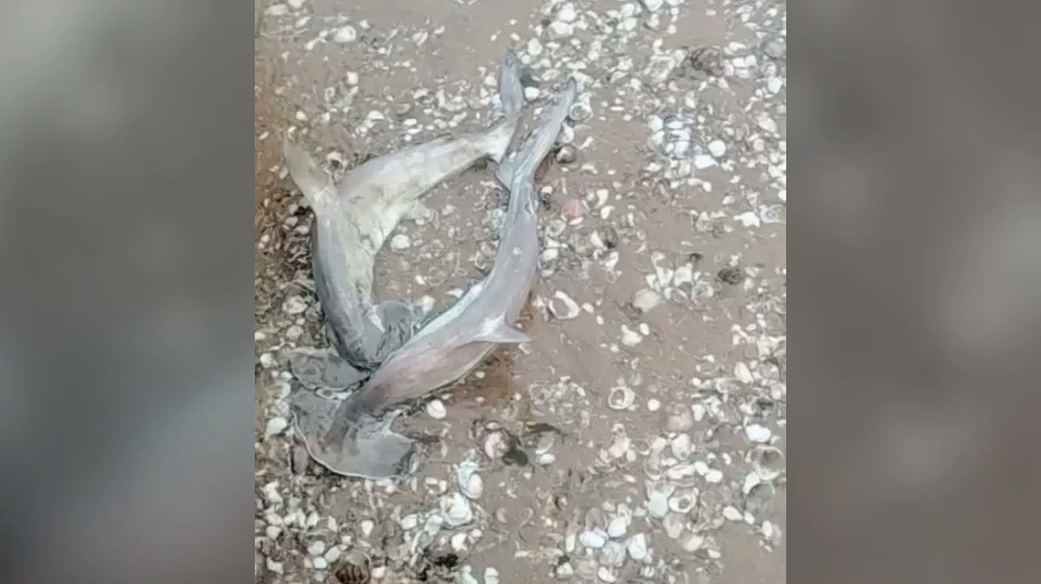 海边搁浅一对情侣鱼,这是要殉情的节奏吗?